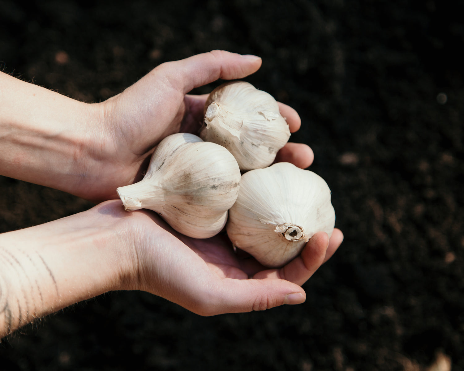 How to Grow Garlic in the Fall