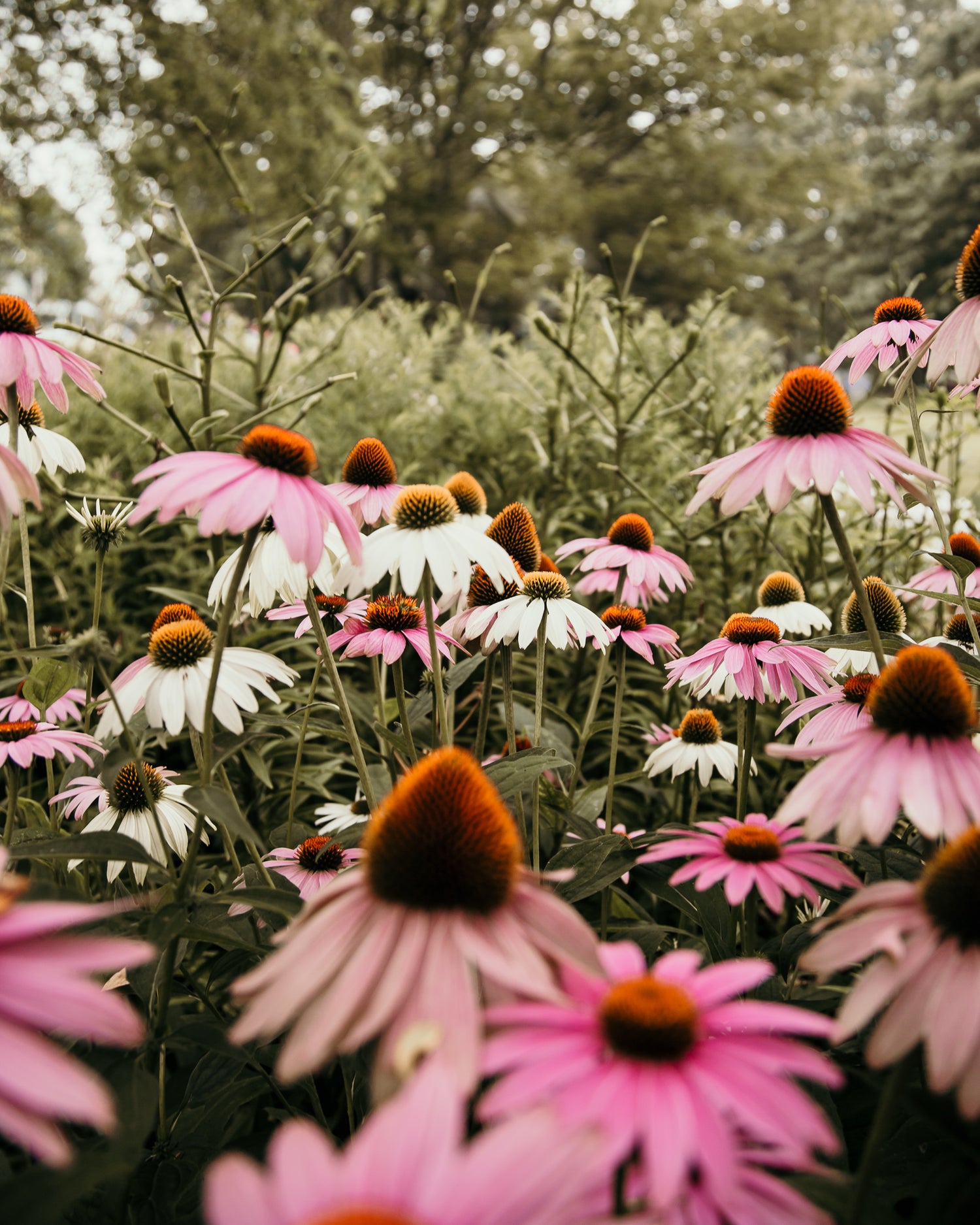 How to Design the Perfect Pollinator Garden